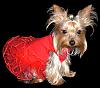 YorkieTalk Halloween 2006 Contest - SUBMIT ENTRIES!-chloered.jpg