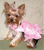 YorkieTalk Halloween 2006 Contest - SUBMIT ENTRIES!-princesschloe.jpg