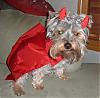 YorkieTalk Halloween 2006 Contest - SUBMIT ENTRIES!-devil-2-baxter.jpg
