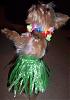 YorkieTalk Halloween 2006 Contest - SUBMIT ENTRIES!-hula-bree-1.jpg