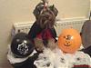 YorkieTalk Halloween 2006 Contest - SUBMIT ENTRIES!-zoo-589.jpg