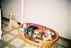 pregnant yorkie pics please-0742550-r1-054-25a.jpg