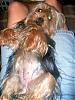 pregnant yorkie pics please-cassitys-208.jpg