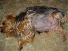 pregnant yorkie pics please-tummy.jpg