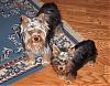 Is your yorkie 7-8lbs??-kizzy-n-maggie-no-flash-before-mlink.jpg