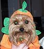 YorkieTalk Halloween 2006 Contest - SUBMIT ENTRIES!-100_0632.jpg