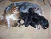 pregnant yorkie pics please-100_8428.jpg