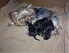 pregnant yorkie pics please-100_8427.jpg