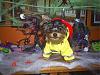 YorkieTalk Halloween 2006 Contest - SUBMIT ENTRIES!-s4010133.jpg