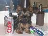1.09 lb yorkie at 12 weeks-bella2.jpg