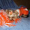 YorkieTalk Halloween 2006 Contest - SUBMIT ENTRIES!-lex-020-600-x-450-_edited.jpg