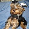 YorkieTalk Halloween 2006 Contest - SUBMIT ENTRIES!-lex-021-600-x-450-_edited.jpg