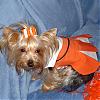 YorkieTalk Halloween 2006 Contest - SUBMIT ENTRIES!-lex-019_edited-600-x-600-.jpg