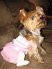 YorkieTalk Halloween 2006 Contest - SUBMIT ENTRIES!-pretty-ballerina2.jpg