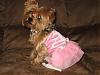 YorkieTalk Halloween 2006 Contest - SUBMIT ENTRIES!-pretty-ballerina.jpg