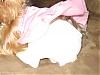 YorkieTalk Halloween 2006 Contest - SUBMIT ENTRIES!-ballerina-butt.jpg