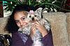 Little Lucinda: Nine Month Old Morkie-1.jpg