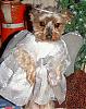 YorkieTalk Halloween 2006 Contest - SUBMIT ENTRIES!-angel3-485-x-617-.jpg