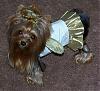 YorkieTalk Halloween 2006 Contest - SUBMIT ENTRIES!-pia.jpg