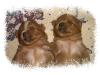 Front of Both Red Pups at Same Time-sleepjune16.jpg