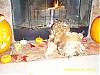 YorkieTalk Halloween 2006 Contest - SUBMIT ENTRIES!-alphy-004.jpg