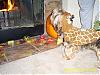 YorkieTalk Halloween 2006 Contest - SUBMIT ENTRIES!-alphy-009.jpg