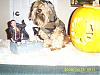 YorkieTalk Halloween 2006 Contest - SUBMIT ENTRIES!-alphy-017.jpg