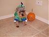 YorkieTalk Halloween 2006 Contest - SUBMIT ENTRIES!-dogzillapumpkin2.jpg