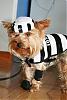 YorkieTalk Halloween 2006 Contest - SUBMIT ENTRIES!-minilitesmall.jpg