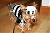 YorkieTalk Halloween 2006 Contest - SUBMIT ENTRIES!-mini2.jpg