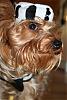 YorkieTalk Halloween 2006 Contest - SUBMIT ENTRIES!-convict-mini1.jpg