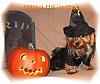 YorkieTalk Halloween 2006 Contest - SUBMIT ENTRIES!-3-comp.jpg