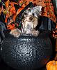 YorkieTalk Halloween 2006 Contest - SUBMIT ENTRIES!-witch6.jpg