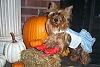 YorkieTalk Halloween 2006 Contest - SUBMIT ENTRIES!-100_1468brit.jpg