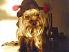 YorkieTalk Halloween 2006 Contest - SUBMIT ENTRIES!-1.jpg