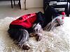 YorkieTalk Halloween 2006 Contest - SUBMIT ENTRIES!-2.jpg