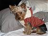 YorkieTalk Halloween 2006 Contest - SUBMIT ENTRIES!-ahh-i-can-breathe.jpg