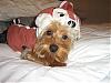 YorkieTalk Halloween 2006 Contest - SUBMIT ENTRIES!-no-more-please.jpg