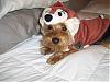 YorkieTalk Halloween 2006 Contest - SUBMIT ENTRIES!-last-one.jpg