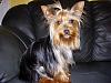 united colours of yorkies-dscn61640001.jpg