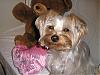 united colours of yorkies-my-babe-100906.jpg