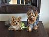 united colours of yorkies-chanchels-barbie1.jpg