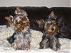 pics of under 10 pound yorkies please-img_0745-2-.jpg