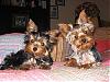 pics of under 10 pound yorkies please-hootie-hobbs.jpg