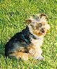 pics of under 10 pound yorkies please-mitzi-grass.jpg