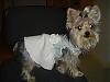 pics of under 10 pound yorkies please-picture-190.jpg