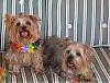 pics of 10 pound yorkies or over-lucy-koko.jpg