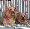 pics of 10 pound yorkies or over-lucy-koko-2.jpg