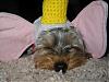 YorkieTalk Halloween 2006 Contest - WINNERS!-stedman.jpg