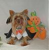 YorkieTalk Halloween 2006 Contest - WINNERS!-coleman.jpg